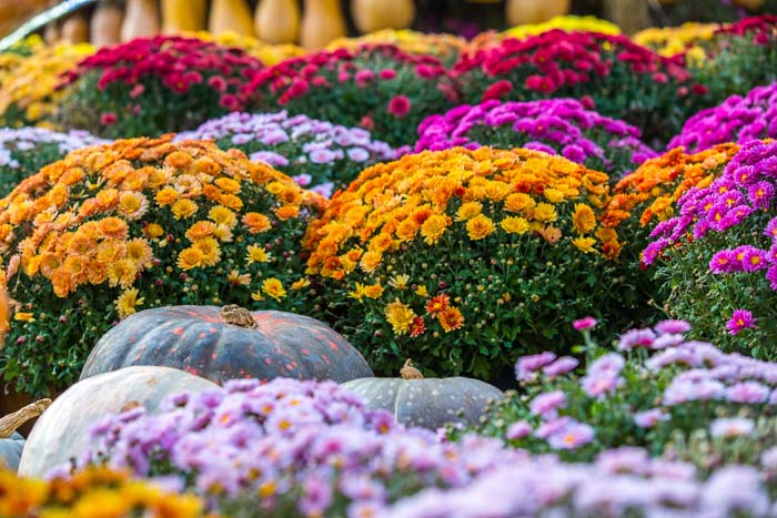 Colorful Rows of Blooms #fall #garden #decoration #decorhomeideas