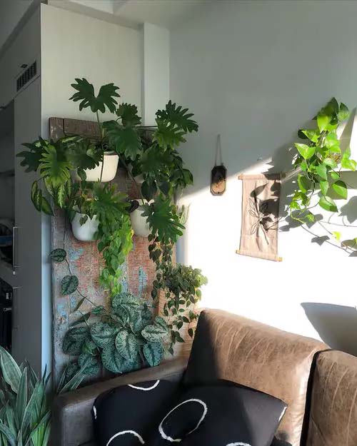 DIY Plant Wall #houseplant #wall #decor #decorhomeideas