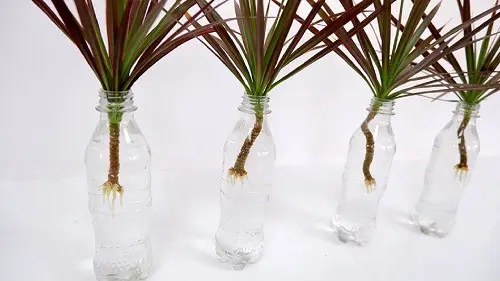 Dracaena #plant #indoor #vase #decorhomeideas