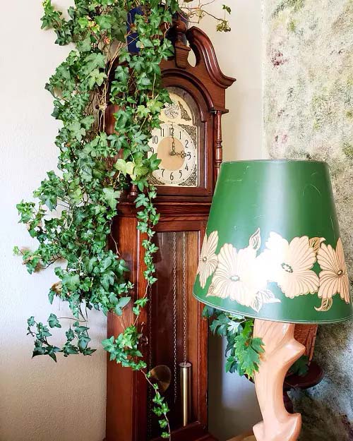 English Ivy #houseplant #vine #climbingplant #decorhomeideas