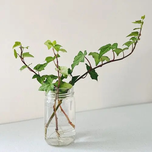 English Ivy #plant #indoor #vase #decorhomeideas