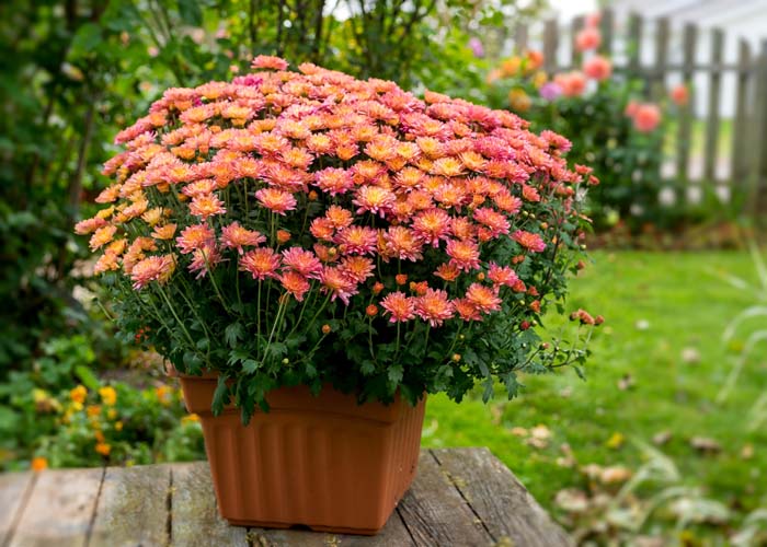 Fall Colors in a Durable Planter #fall #garden #decoration #decorhomeideas