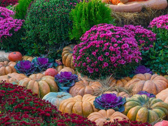 Fall Pumpkin Patch with Pink and Purple Blooms #fall #garden #decoration #decorhomeideas