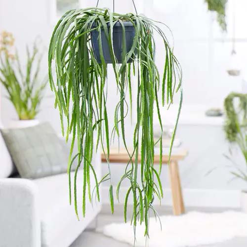 Forest Cactus #houseplant #vine #climbingplant #decorhomeideas