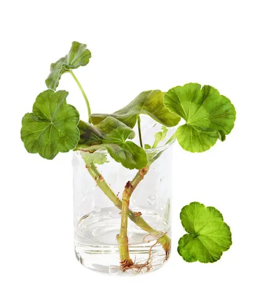 Geranium #plant #indoor #vase #decorhomeideas