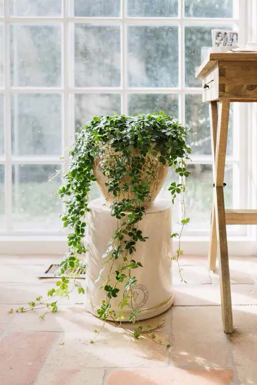 Grape Ivy #houseplant #vine #climbingplant #decorhomeideas