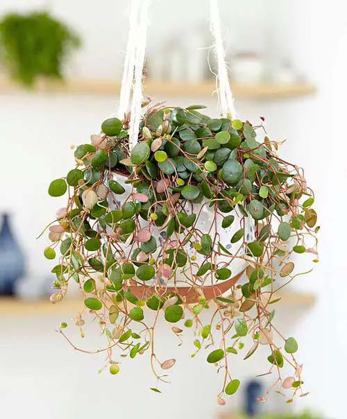 Green Coins #houseplant #vine #climbingplant #decorhomeideas