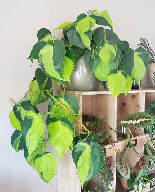 Heartleaf Philodendron #houseplant #vine #climbingplant #decorhomeideas