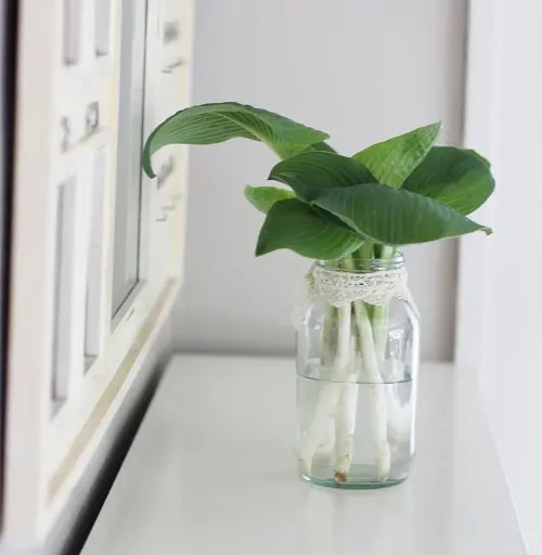 Hosta #plant #indoor #vase #decorhomeideas