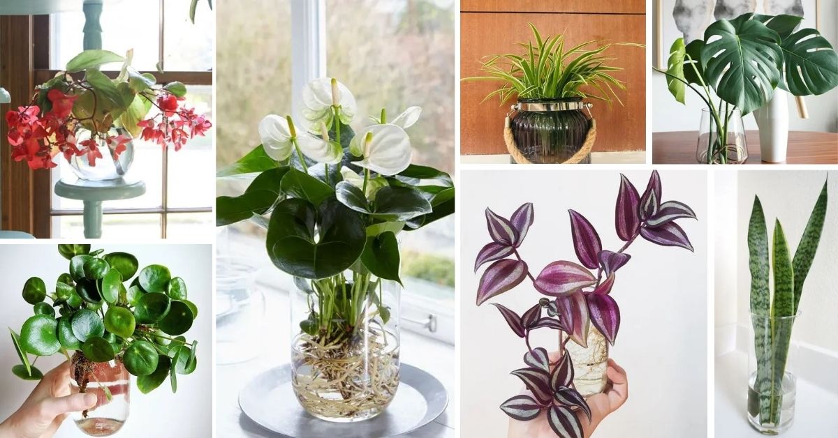 Indoor Plants Grow In Vases