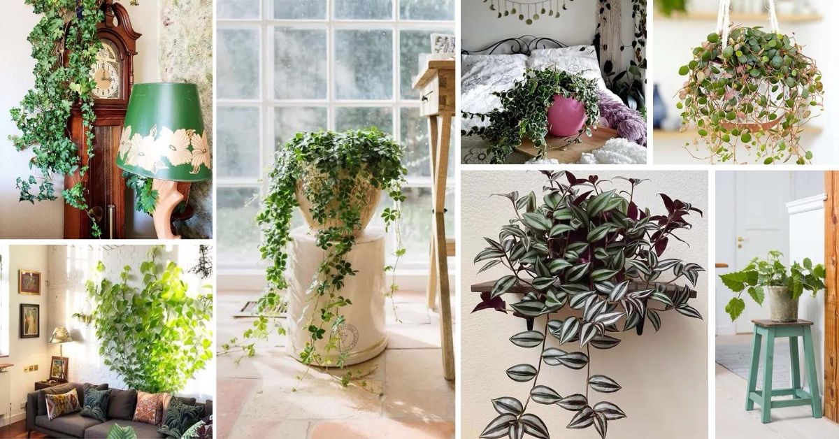 Indoor Vines And Climbing Plants