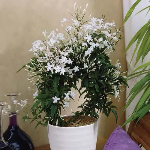 Jasmine #houseplant #vine #climbingplant #decorhomeideas