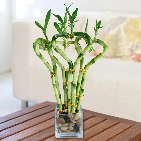 Lucky Bamboo #plant #indoor #vase #decorhomeideas