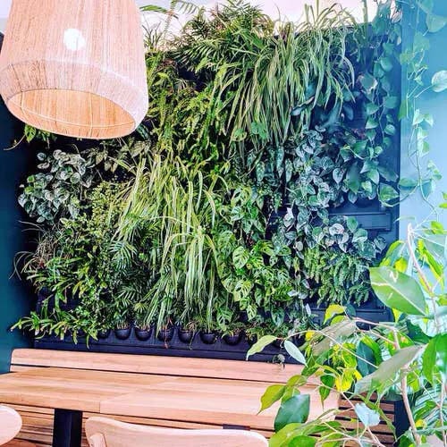 Lush Plant Wall #houseplant #wall #decor #decorhomeideas