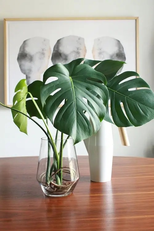 Monstera #plant #indoor #vase #decorhomeideas
