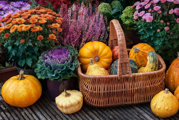 Orange and Purple Fall Harvest #fall #garden #decoration #decorhomeideas