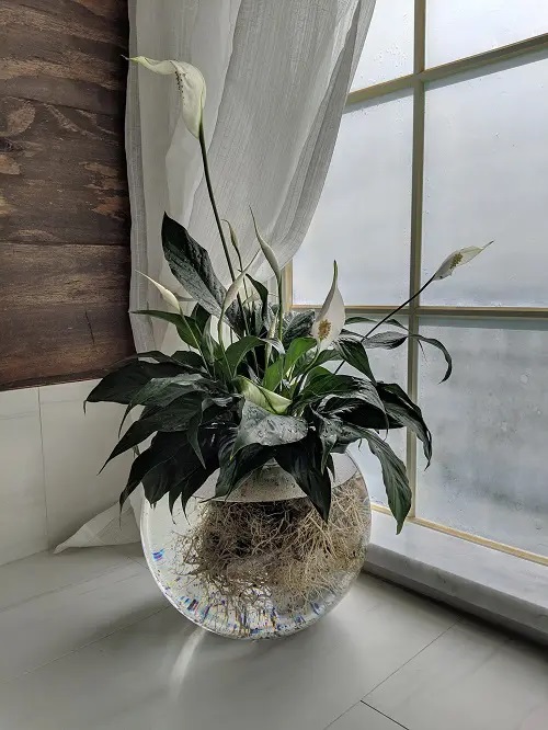 Peace Lily #plant #indoor #vase #decorhomeideas