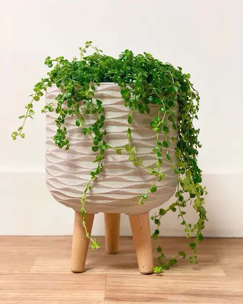 Pilea #houseplant #vine #climbingplant #decorhomeideas