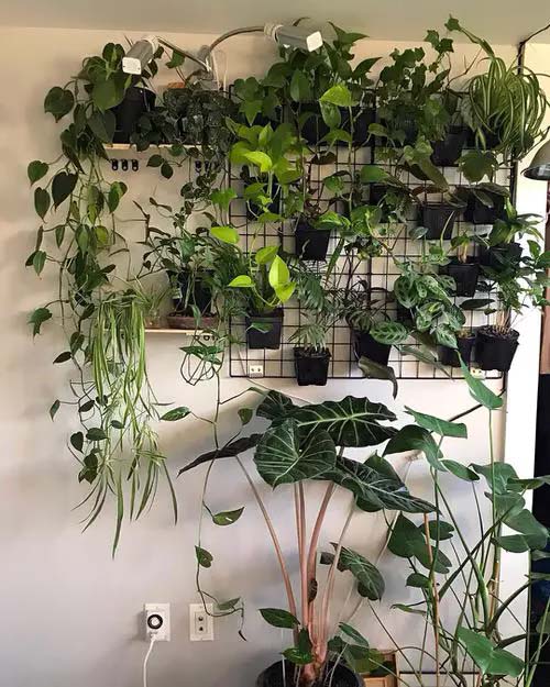 Plants on Grids and Shelves #houseplant #wall #decor #decorhomeideas