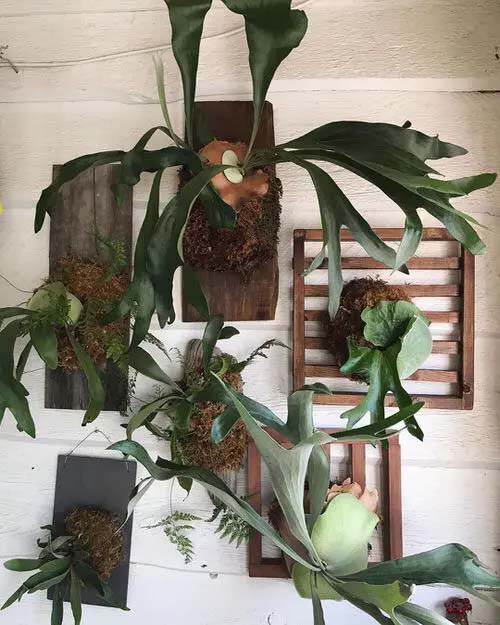 Plants on Wooden Pallets #houseplant #wall #decor #decorhomeideas