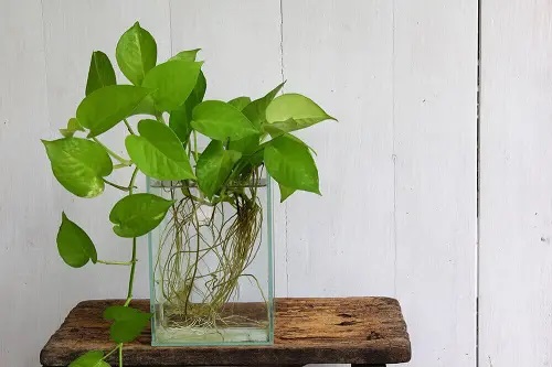 Pothos #plant #indoor #vase #decorhomeideas