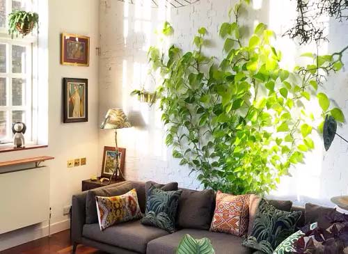 Pothos #houseplant #vine #climbingplant #decorhomeideas