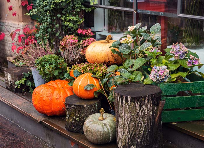 Pumpkins and Plants in Bright Colors #fall #garden #decoration #decorhomeideas