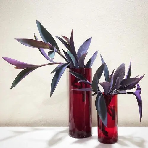 Purple Heart Plant #plant #indoor #vase #decorhomeideas