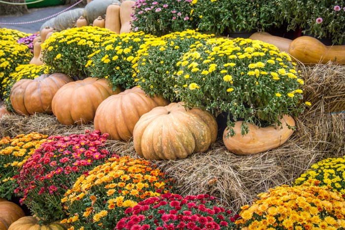 Quick DIY Fall Squash Garden Decoration #fall #garden #decoration #decorhomeideas