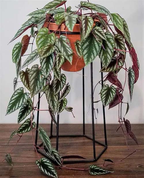 Rex Begonia Vine #houseplant #vine #climbingplant #decorhomeideas