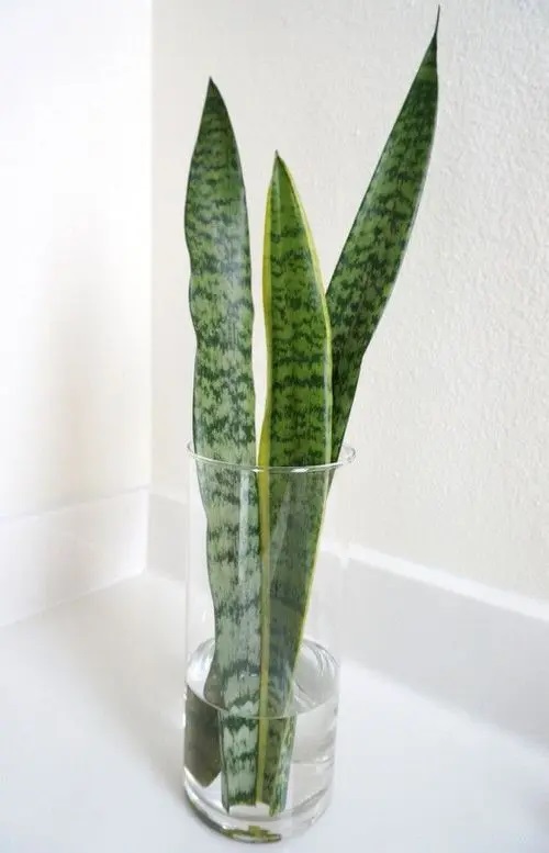 Snake Plant #plant #indoor #vase #decorhomeideas