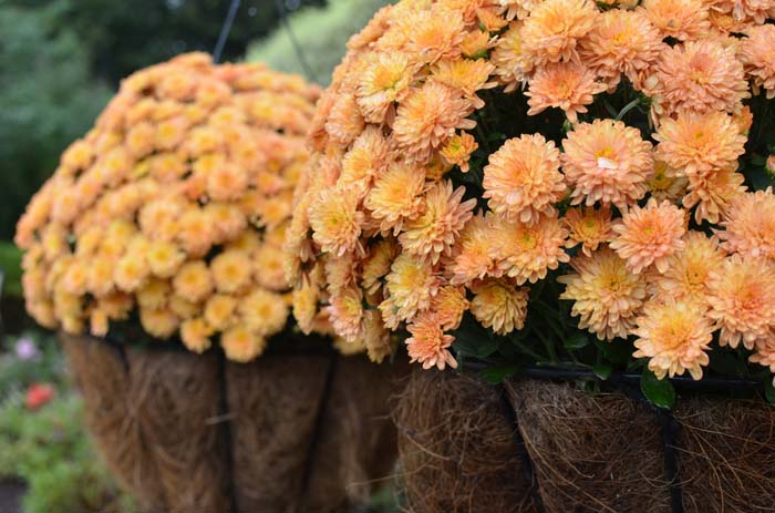Soft Orange Hanging Plants #fall #garden #decoration #decorhomeideas
