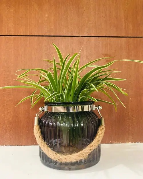 Spider Plant #plant #indoor #vase #decorhomeideas
