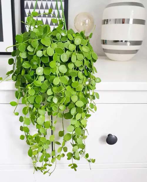 String of Nickels #houseplant #vine #climbingplant #decorhomeideas