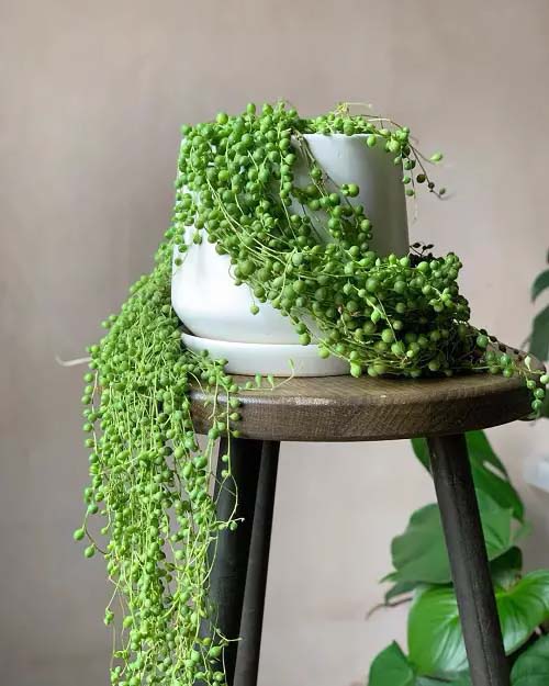 String of Pearls #houseplant #vine #climbingplant #decorhomeideas