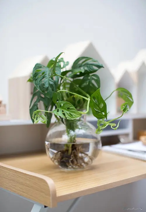 Swiss Cheese Plant #plant #indoor #vase #decorhomeideas