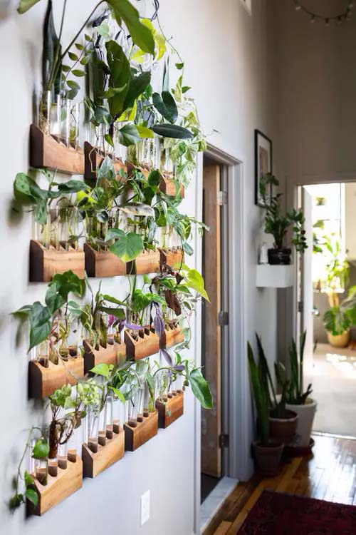 Test Tube Plants in Wooden Holders #houseplant #wall #decor #decorhomeideas