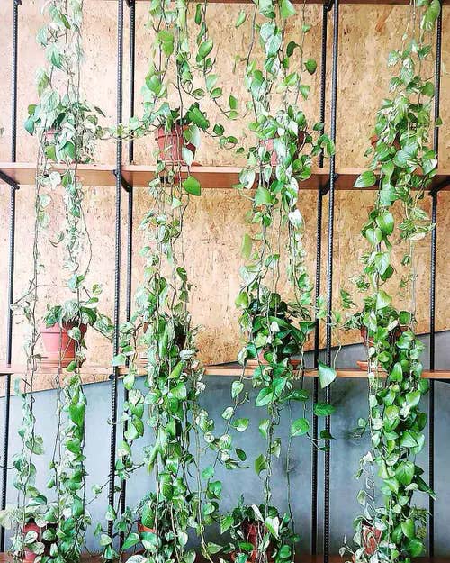 Vines Perched on Industrial Shelves #houseplant #wall #decor #decorhomeideas