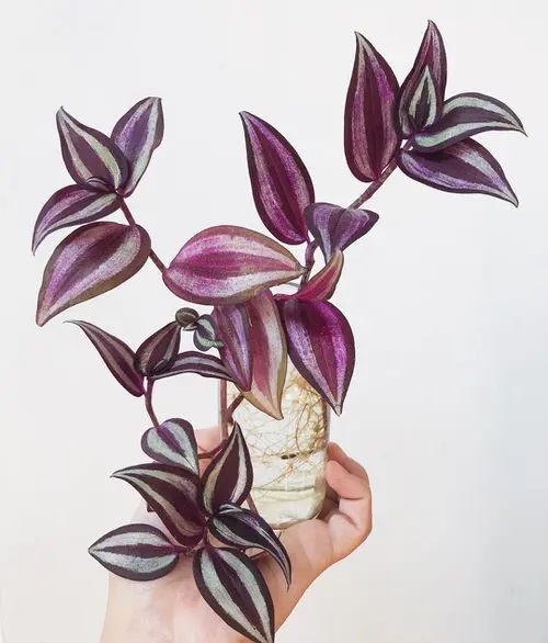 Wandering Jew #plant #indoor #vase #decorhomeideas