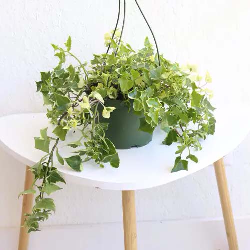 Wax Ivy #houseplant #vine #climbingplant #decorhomeideas