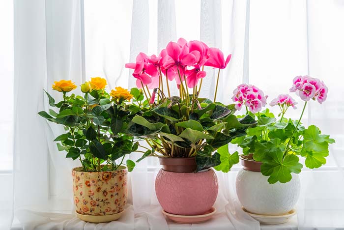 A Living Bouquet Windowsill