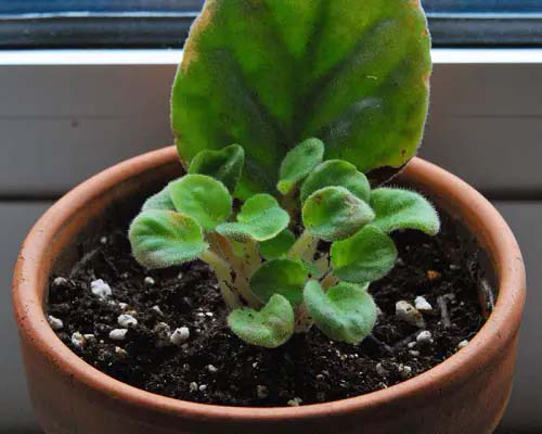 African Violets #houseplant #cuttings #grow #decorhomeideas