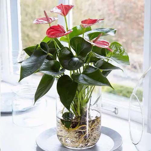 Anthurium Flower Windowsill