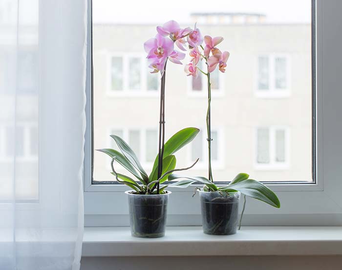 Beautiful Orchids Windowsill