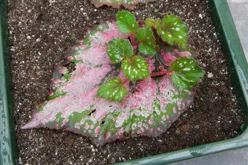 Begonia From #houseplant #cuttings #grow #decorhomeideas