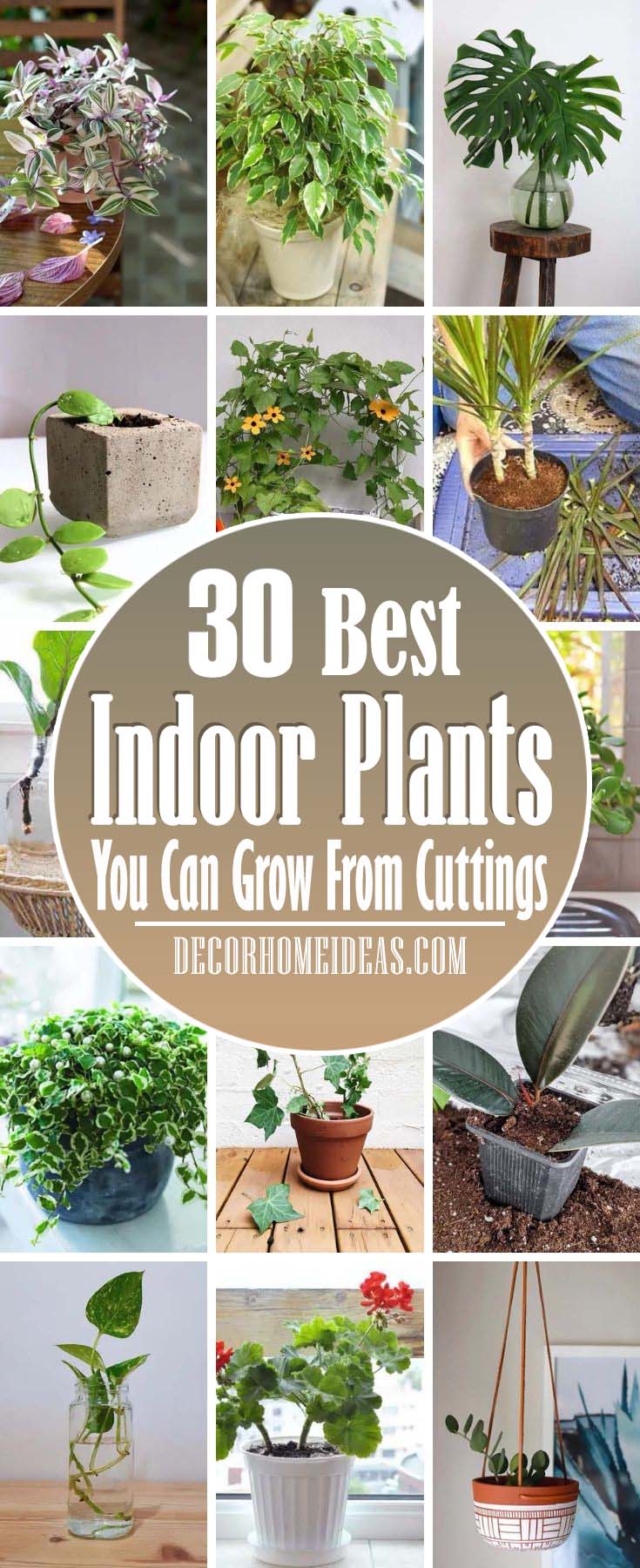 Best Indoor Plants From Cuttings. Indoor plants can be expensive but with some basic materials and know-how, you can grow them for free from simple cuttings. #decorhomeideas