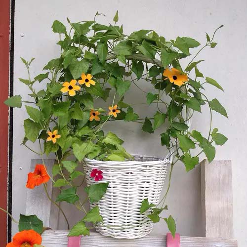 Black Eyed Susan Vine #houseplant #cuttings #grow #decorhomeideas