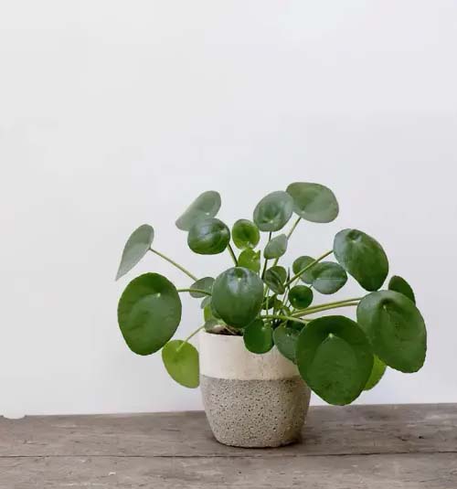 Chinese Money Plant #houseplant #cuttings #grow #decorhomeideas