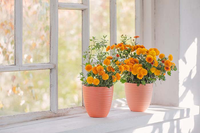 Chrysanthemums Pots Old White Windowsill