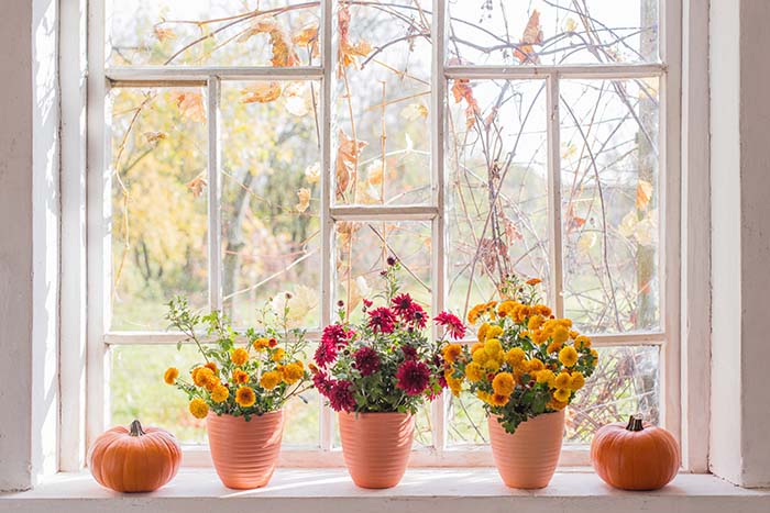 Chrysanthemums Pumpkins Old White Windowsill